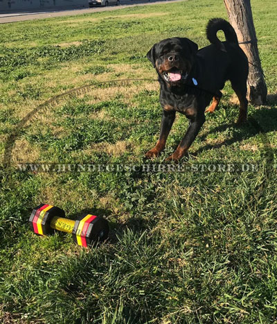 Apportierhölzer für großen Hund Deutschland