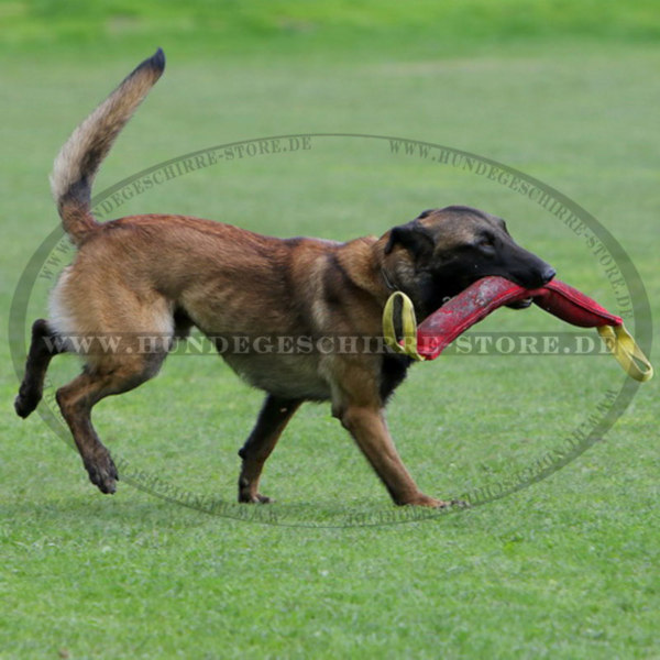 Bringsel für Malinois Deutschland