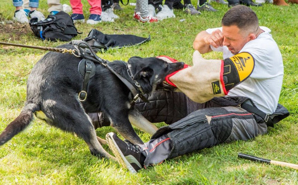 Hundesport Schutzarm kaufen