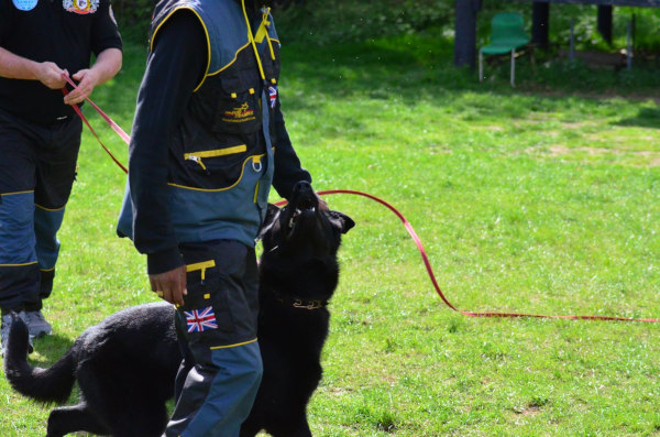 Hundesportbekleidung für Sporthund