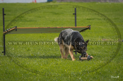 Schutzhund Barriere Deutschland