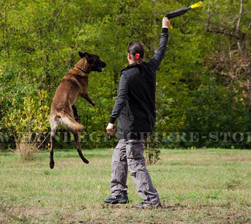 Beißwulst für Hündinen von Rottweiler, Malinois