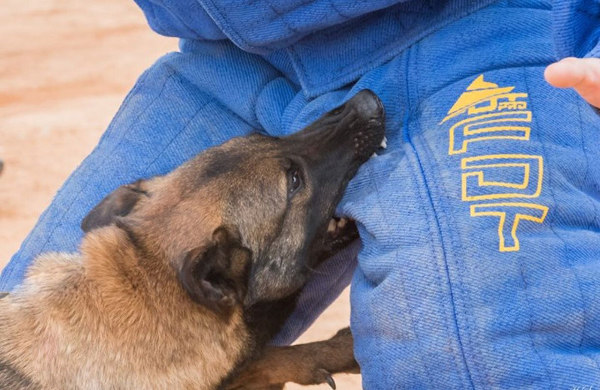 Hetzanzug für Polizeihund Ausbildung online kaufen