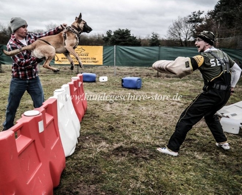 malinois Wurfarm sportarbeit STEELBLOOD BANDOG KENNELS SBK9