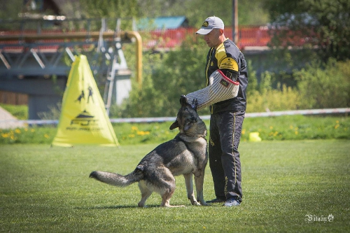 starker Schutzdienstversteck für Hunde-Ausbildung