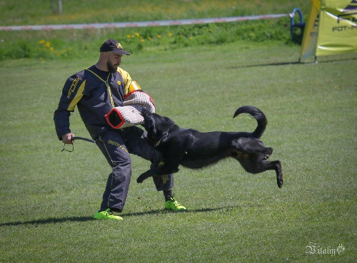 Kleidung für Sport und Training der Hunde