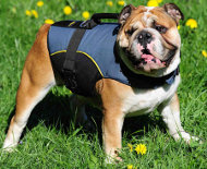 Nylon Hundegeschirr für Englische Bulldogge mit extra Griff Nylon Hundegeschirr für Englische Bulldogge mit extra Griff