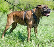 Hundegeschirr Exklusiv fuer Boxer Hundegeschirr Exklusiv fuer Boxer