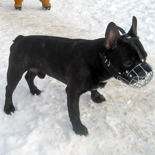 Drahtmaulkorb French Bulldog