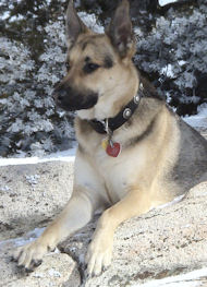 Leder Halsband mit Silber-Concho für Deutschen Schäferhund Leder Halsband mit Silber-Concho für Deutschen Schäferhund