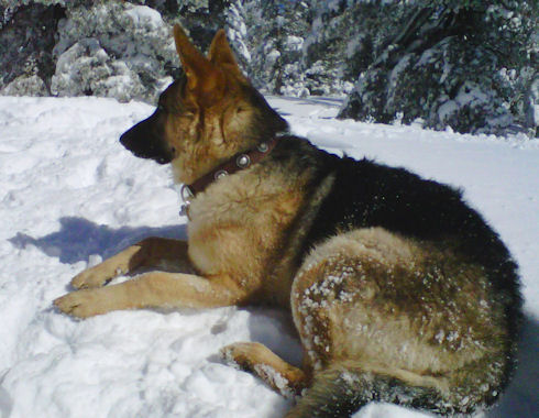 Hundehalsband mit Silberßconcho für Deutschen Schäferhund