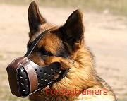 german-shepherd-muzzle-attack-re-1.jpg picture by nperzov