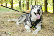 leather dog harness malamute buy