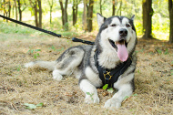 Leather dog harness malamute buy