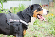 Mountain dog harness of nylon reflective tape