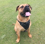 Hundegeschirr leder für Presa Canario hundesport kaufen