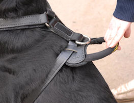 K9 harness with handle for ridgeback