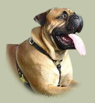 Handgefertigtes Suchgeschirr für Bullmastiff