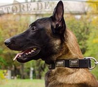 Malinois Halsband aus Leder Exklusiv ✧ Malinois Halsband aus Leder Exklusiv ✧