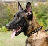 Leder Nietenhalsband für Malinois Messing-Nieten NEW Leder Nietenhalsband für Malinois Messing-Nieten NEW