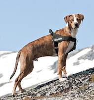 Neues Allwetter-Hundegeschirr aus Nylon K9, Catahoula