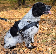 Leder Hundegeschirr für Cocker Spaniel, dauerhaft und effektiv Leder Hundegeschirr für Cocker Spaniel, dauerhaft und effektiv