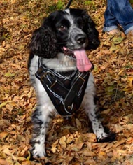 Leder Hundegeschirr für Cocker Spaniel mit Stacheldraht-Bemalun Leder Hundegeschirr für Cocker Spaniel mit Stacheldraht-Bemalun
