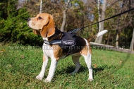 Hundegeschirr Nylon für Beagle, funktionelle Logos Hundegeschirr Nylon für Beagle, funktionelle Logos