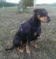 Bullterrier Geschirr für Sport und Agility