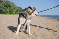 Suchgeschirr aus Leder für Malamute NEU