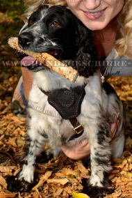 Hundegeschirr Leder für Cocker Spaniel in schönem Design Hundegeschirr Leder für Cocker Spaniel in schönem Design