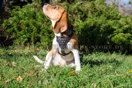 Hundegeschirr aus Leder mit akkuratem Nieten-Dekor für Beagle Hundegeschirr aus Leder mit akkuratem Nieten-Dekor für Beagle