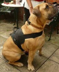 Boerboel Mastiff Leichtes Nylon Trekking & Zuggeschirr
