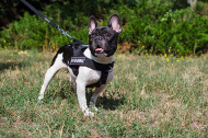 Neues Allwetter-Hundegeschirr aus Nylon Französische Bulldogge