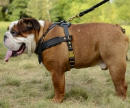 Englische Bulldogge Lauf-Hundegeschirr aus Leder