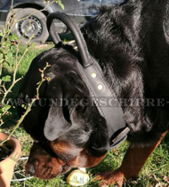 Hundehalsband Leder mit bequemem Handgriff für Rottweiler Hundehalsband Leder mit bequemem Handgriff für Rottweiler