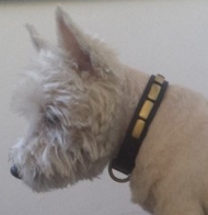 Hundehalsband aus Leder für Westie-Ausläufe und Training Hundehalsband aus Leder für Westie-Ausläufe und Training