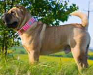 Hundehalsband aus Leder mit wunderlichem Dekor, rosa Hundehalsband aus Leder mit wunderlichem Dekor, rosa