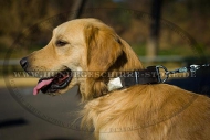 Hundehalsband Leder mit originellem Dekor für Golden Retriever Hundehalsband Leder mit originellem Dekor für Golden Retriever