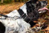 Hundehalsband aus Nylon für Cocker Spaniel, hochwertig Hundehalsband aus Nylon für Cocker Spaniel, hochwertig