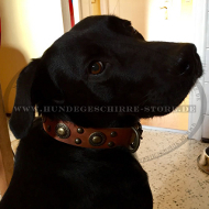 Hundehalsband Leder für Labrador mit Messing-Dekor, Handarbeit