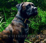 Hundehalsband Leder für Bandog mit akkuratem Handgeflecht Hundehalsband Leder für Bandog mit akkuratem Handgeflecht