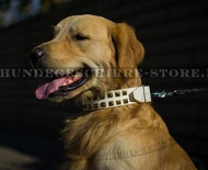 Hundehalsband Leder für Golden Retriever, verchromte Pyramiden Hundehalsband Leder für Golden Retriever, verchromte Pyramiden