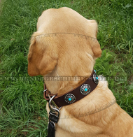 Hundehalsband Leder für Labrador mit handgesetzten Conchos