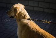 Hundehalsband Leder für Golden Retriever Erziehung und Dressur Hundehalsband Leder für Golden Retriever Erziehung und Dressur