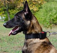 Hunde Nylonhalsband mit Klickverschluß für Malinois Leben Hunde Nylonhalsband mit Klickverschluß für Malinois Leben