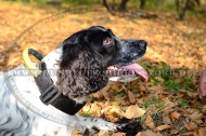 Hundehalsband Nylon mit Handgriff für Cocker Spaniel Hundehalsband Nylon mit Handgriff für Cocker Spaniel