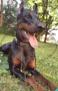 Hundehalsband Nylon mit massiven Platten für Dobermann Hundehalsband Nylon mit massiven Platten für Dobermann