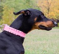 Dobermann Halsband aus Rosa Leder Super Exklusiv Dobermann Halsband aus Rosa Leder Super Exklusiv