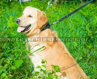 Leder Hundeleine mit Geflecht für Golden Retriever, exklusiv Leder Hundeleine mit Geflecht für Golden Retriever, exklusiv